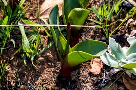 Image result for Eriospermum mackenii