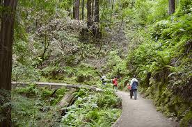 The redwood national park in humboldt can provide some of the most memorable hikes for visitors. Camping In The Redwoods Tent Sites Campgrounds We Stayed At