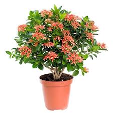 Image result for Ixora praetermissa