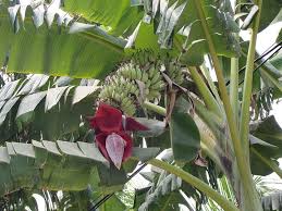 banana plants ile ilgili görsel sonucu