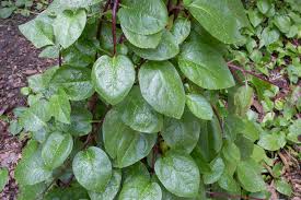 Image result for Basella