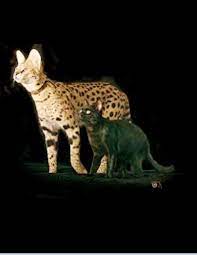 Pin By Amber Quinn On Pets I Want Bengal Cat Full Grown Cat Breeds Savanna Cat