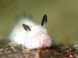 Jorunna Parva Une Limace De Mer Qui Ressemble Etrangement A Un Lapin Limace De Mer Limace Lapin