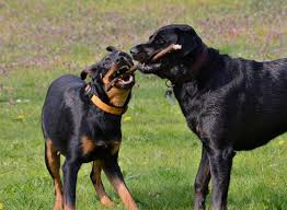 Jetzt auf quoka.de selbst kostenlos inserieren oder regionale angebote finden. Labrador Rottweiler Mischling Kampft Gegen Schaferhund Dobermann Mischling Um Ein Stockchen Stock Foto Adobe Stock