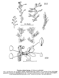 Image result for Tristicha trifaria