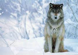 We did not find results for: Cool Wolf Backgrounds Group 75
