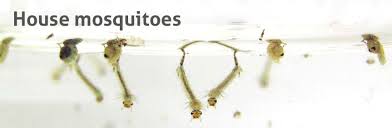 The larvae that hatch from the eggs require water in which they'll survive and develop. House Mosquitoes Biogents Ag