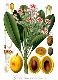 Image result for Gelsemiaceae
