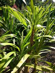 Cara tanam pokok orkid dan tips penjagaan. Orkid Harimau Orkid Liar Yang An Floral Nursery Facebook