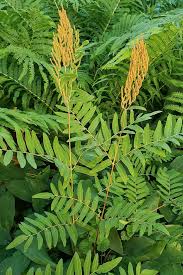 Image result for Osmunda regalis