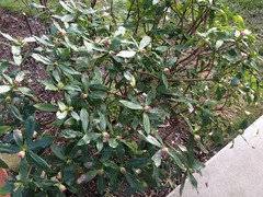 Blooming in January!