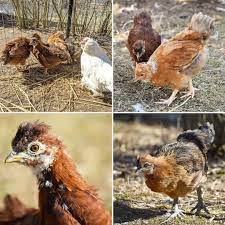 23 likes 0 comments mount hope family farm mounthopefamilyfarm on instagram our silkie x mixes are at that awkward teena in 2020 silkies family farm mount hope