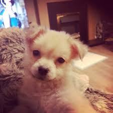 We did not find results for: Pomchi Pomeranian Chihuahua Mix Info Temp Puppies Pictures