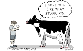 The Lifecycle Of The Dairy Cow When I Was A Kid In Pennsylvania My By Rob Lang Medium