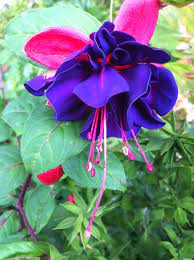 Meravigliosa Fuchsia Good Morning Beautiful Flowers Beautiful Flowers Good Morning Beautiful