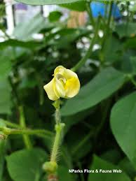 Image result for Vigna radicans