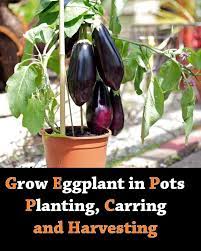 Pin On Vegetables