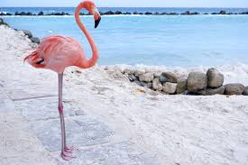 Polish your personal project or design with these flamingo transparent png images, make it even more. Baden Mit Flamingos Das Geht Nur Am Flamingo Beach Auf Aruba