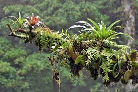 Epiphyte Covered Branch Showing Bromeliads Ferns Orchids Mosses And Vascular Plants Monteverde Cloud Forest Reserve C Rainforest Plants Plants Bromeliads