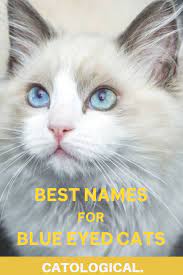 250 Of The Best Blue Eyed Cat Names For Male And Female Kitties Cat With Blue Eyes Girl Cat Names Cat Names