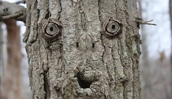 Brain Health Action &ndash; See What Pareidolia Can Do