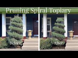 Image result for spiral cut juniper trees