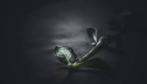 Alternatively, an ant biting you on your arm may denote frustrations related to work. Biblical Meaning Of Ants In Dreams Interpretation And Meaning