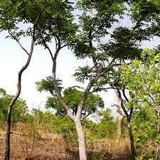 Image result for Xeroderris