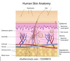 Since 2012, the brazilian artist has been photographing people of every color and matching each subject's skin tone to hues from the pantone printing color chart to codify a unique chromatic inventory. Human Skin Anatomy Detailed Accurate Labeled Stock Illustration 72598873