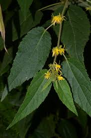 Image result for Triumfetta pilosa