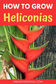 Pin On Heliconia