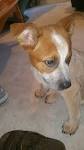 How to Train a Red Heeler | Cuteness