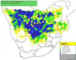 Image result for Trichoneura grandiglumis