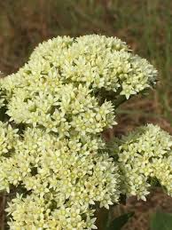 Image result for Crassula vaginata