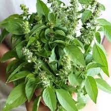 Sebagai orang tua mau tak mau kita harus putar otak bagaimana caranya agar mereka rajin makan telur tapi tidak pakai 'drama. Jual Daun Kemangi Membantu Agar Cepat Punya Momongan Kota Tangerang Herbal 12 Tokopedia