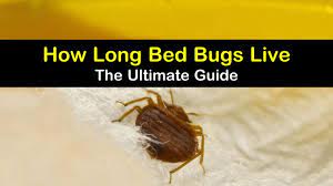 Learn more about bed bugs and how long they can survive in between meals. How Long Bed Bugs Live The Ultimate Guide