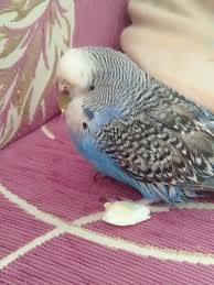 muhabbet kusu muhabbet kuslari kusu