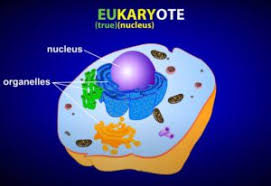 Whereas eukaryotic cells have a nucleus bound membrane, this is not the case with prokaryotes (e.g. What Is The Differences Between Prokaryotic And Eukaryotic Cells