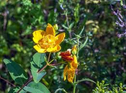 Image result for Hypericum quartinianum