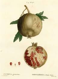 Punica Granatum L Pomegranate Duhamel Du Monceau H L Traite Des Arbres Et Arbustes Nouvelle Editio Botanical Drawings Botanical Illustration Botanical Art