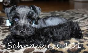 Black And Silver Miniature Schnauzer For Sale Blue Eye Black Schnauzer Black Schnauzer Schnauzer Blue Eyes