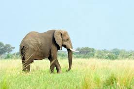 Продолжительность жизни слона