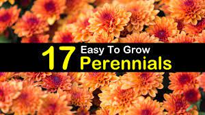 Here are some of the best low maintenance perennial plants to consider for your garden. 17 Easy To Grow Perennials