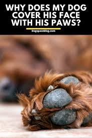 Why Does My Dog Cover His Face With His Paws Dogspaceblog In 2020 Dog Cover Dogs Paw
