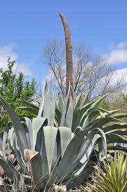 We did not find results for: Century Plant In Bloom At Wingard S Market
