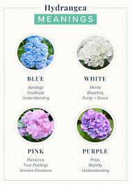 We did not find results for: Hydrangea Meaning Symbolism History Proflowers
