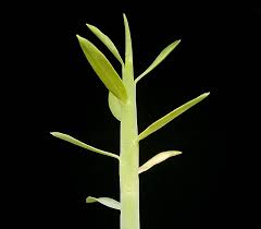 Image result for Ceropegia togoensis