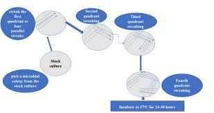 Anyone know what this means. Streak Plate Method Explained Laboratoryinfo Com