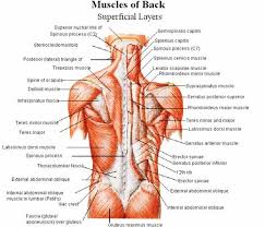 Treatment for a pulled muscle in the lower back if you do pull a lower back muscle, there are several things you can help relieve the swelling and pain. Pin On Lower Back Exercises