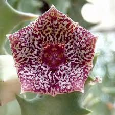 Image result for Orbea carnosa